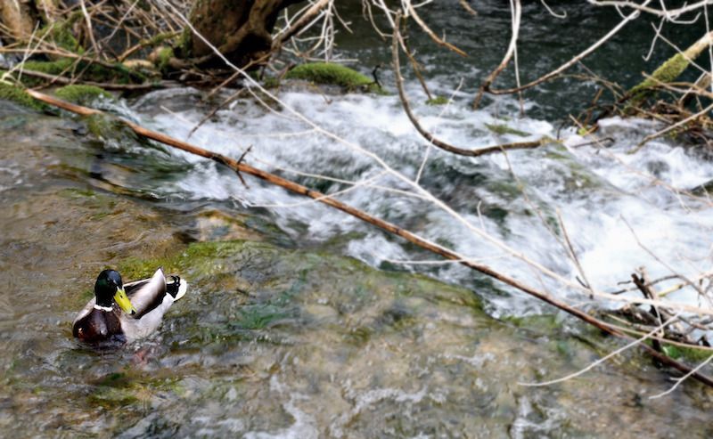 duck - WILDLIFE