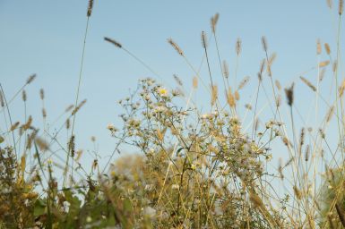wild-camomile-and-grass.jpg