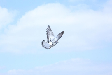 homingpigeon.jpg